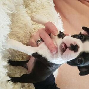 Super Adorable Boston Terri̇er puppies xxxxxxx | PostAds PH