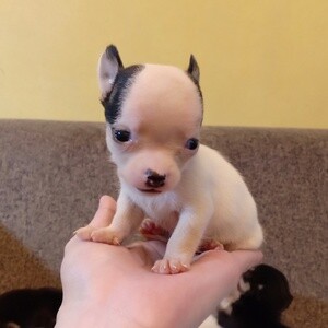 CHIHUAHUA | PostAds PH