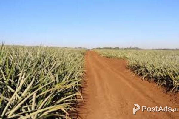 3D2N CDO- Dahilayan Bukidnon Tour Packages 2023