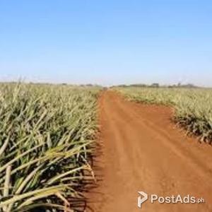 3D2N CDO- Dahilayan Bukidnon Tour Packages 2023 | PostAds PH
