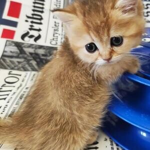 Munchkin kittens Viber:(+63-9455-189-371) WhatsApp:(+63-9455-189-371)l | PostAds PH