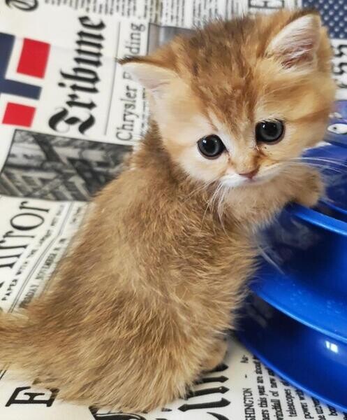 Munchkin kittens Viber:(+63-9455-189-371)  WhatsApp:(+63-9455-189-371)b