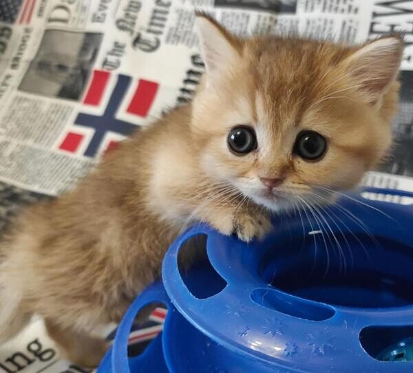 Munchkin kittens 