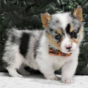 Pembroke welsh Corgi puppies x | PostAds PH