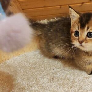 Munchkin kittens Viber:(+63-9455-189-371) WhatsApp:(+63-9455-189-371) | PostAds PH