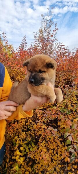 Shiba inu puppies 