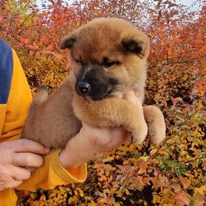 Shiba inu puppies | PostAds PH