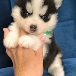 Pomsky puppies Viber:(+63-9455-189-371) WhatsApp:(+63-9455-189-371) | PostAds PH