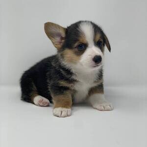 Pembroke welsh Corgi puppies xxx | PostAds PH