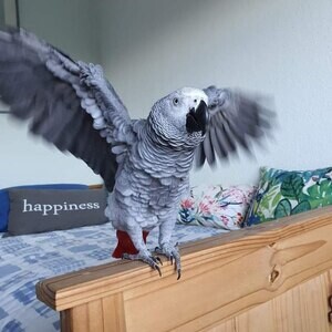 African Grey parrots Viber:(+63-9455-189-371) WhatsApp:(+63-9455-189-371) | PostAds PH