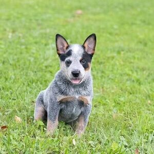 Australian Cattle Dog Puppies WhatsApp me : ( +63 9097-723-041 ) | PostAds PH