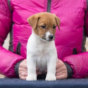 Jack Russell Terrier Puppies WhatsApp me : ( +63 9097-723-041 ) | PostAds PH