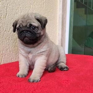 Pug Puppies WhatsApp me : ( +63 9097-723-041 ) | PostAds PH