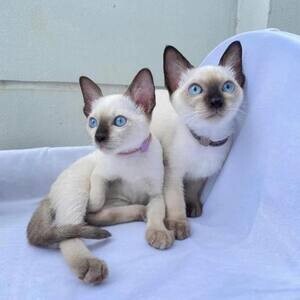 Siamese Kittens Ready WhatsApp me : ( +63 9097-723-041 ) | PostAds PH
