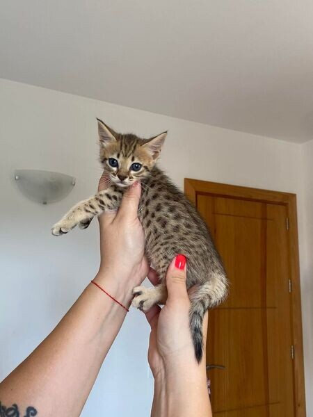   savannah kittens for re-homing  WhatsApp me : ( +63 9097-723-041 )