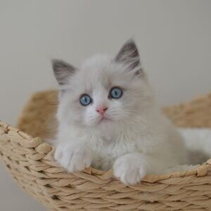 Ragdoll kittens for adoption WhatsApp me : ( +63 9097-723-041 ) | PostAds PH