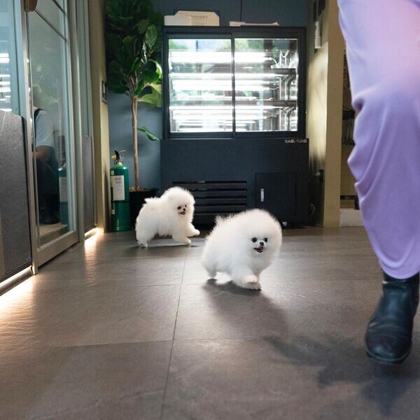   Teacup Pomeranian Puppies   WhatsApp me : ( +63 9097-723-041 )