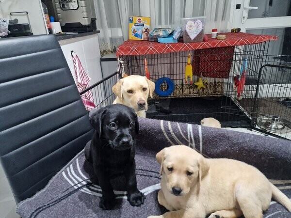  Labrador Puppies for adoption  WhatsApp me : ( +63 9097-723-041 )