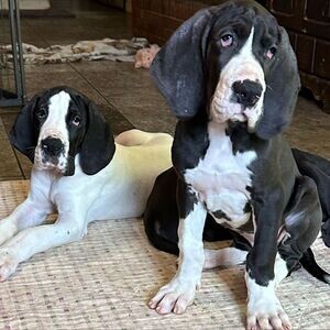 Great Dane Puppies for Adoption WhatsApp me : ( +63 9097-723-041 ) | PostAds PH