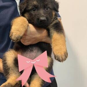 German Shepherd Puppies WhatsApp me : ( +63 9097-723-041 ) | PostAds PH