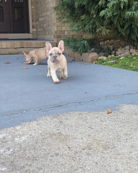   French Bulldog Puppies   WhatsApp me : ( +63 9097-723-041 )
