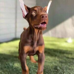 Doberman Pinscher Puppies WhatsApp me : ( +63 9097-723-041 ) | PostAds PH