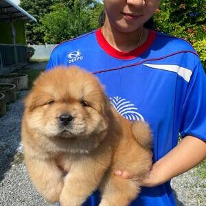 chow chow puppies WhatsApp me : ( +63 9097-723-041 ) | PostAds PH