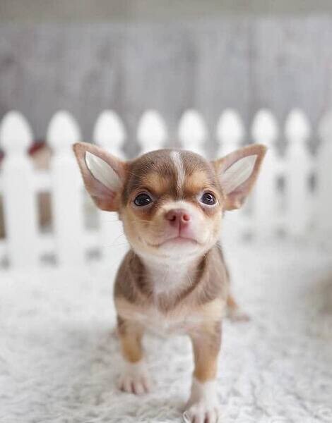  Chihuahua puppies  WhatsApp me : ( +63 9097-723-041 )