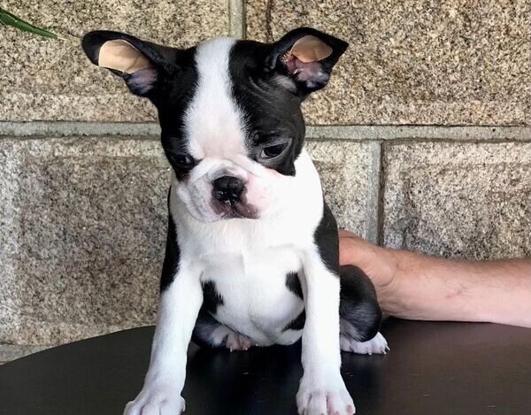  Boston Terrier Puppies  WhatsApp me : ( +63 9097-723-041 )
