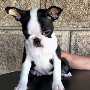 Boston Terrier Puppies WhatsApp me : ( +63 9097-723-041 ) | PostAds PH