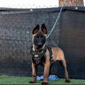Belgian malinois puppies WhatsApp me : ( +63 9097-723-041 ) | PostAds PH