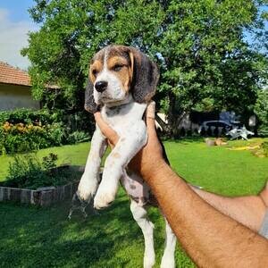 Beagle Puppies for Adoption WhatsApp me : ( +63 9097-723-041 ) | PostAds PH