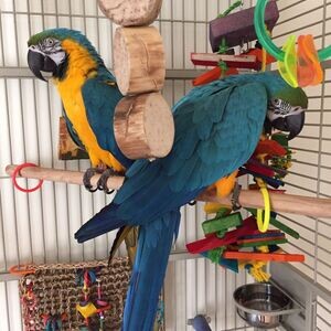 Pair of Blue and Gold Macaw Parrots WhatsApp me : ( +63 9097-723-041 ) | PostAds PH