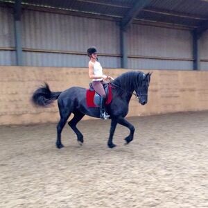 Friesian Horse WhatsApp me : ( +63 9097-723-041 ) | PostAds PH