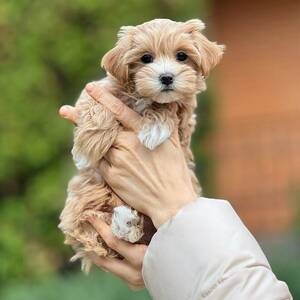 Maltipoo Puppies WhatsApp me : ( +63 9097-723-041 ) | PostAds PH