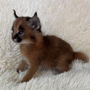 Caracal Kittens WhatsApp me : ( +63 9097-723-041 ) | PostAds PH