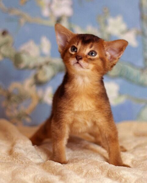   Abyssinian Kittens Ready  WhatsApp me : ( +63 9097-723-041 )