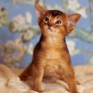 Abyssinian Kittens Ready WhatsApp me : ( +63 9097-723-041 ) | PostAds PH