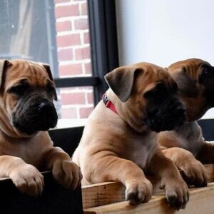 Boerboel Puppies WhatsApp me : ( +63 9097-723-041 ) | PostAds PH