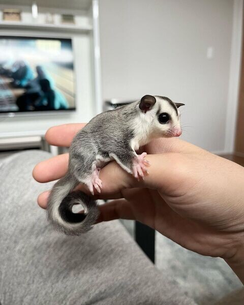   Male and Female Sugar Gliders  WhatsApp me : ( +63 9097-723-041 )