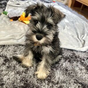 Miniature Schnauzer puppies WhatsApp me : ( +63 9097-723-041 ) | PostAds PH