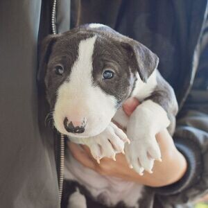 Miniature English bull terrier Puppies WhatsApp me : ( +63 9097-723- | PostAds PH