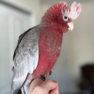 Galah Cockatoo Parrots WhatsApp me : ( +63 9097-723-041 ) | PostAds PH