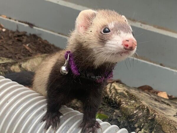  loving ferrets for Adoption  WhatsApp me : ( +63 9097-723-041 )
