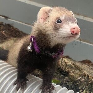 loving ferrets for Adoption WhatsApp me : ( +63 9097-723-041 ) | PostAds PH