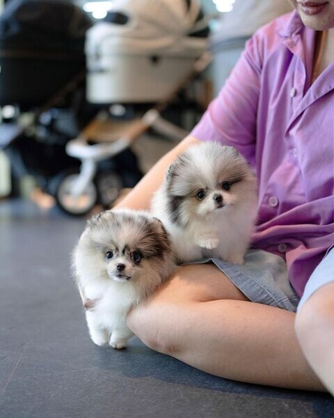  Pomsky Puppies Available  WhatsApp me : ( +63 9097-723-041 )