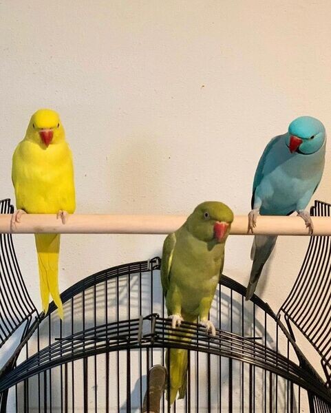  Hand Fed Indian Ringnecks WhatsApp me : ( +63 9097-723-041 )