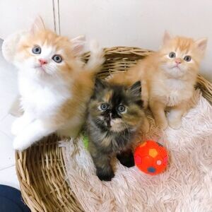 Exotic Shorthair Kittens Available WhatsApp me : ( +63 9097-723-041 ) | PostAds PH