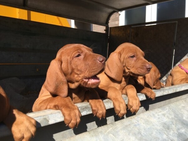  Hungarian Vizla Puppies available  WhatsApp me : ( +63 9097-723-041 )