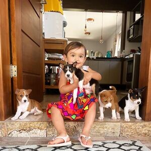 Male and Female Basenji puppies WhatsApp me : ( +63 9097-723-041 ) | PostAds PH
